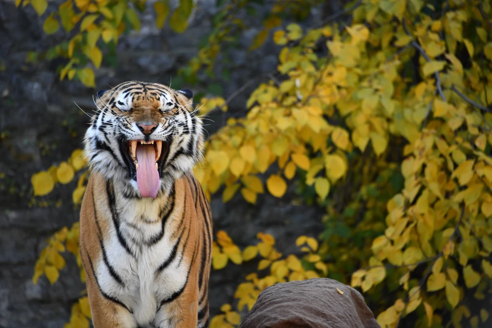 Амурские тигры из Хабаровского края начинают осваивать просторы Якутии