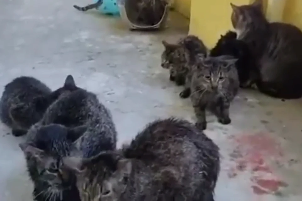 Пять из двадцати кошек погибли при пожаре в ЖК "Солнечный город". Фото: instagram.com/solnechnyigorod_life