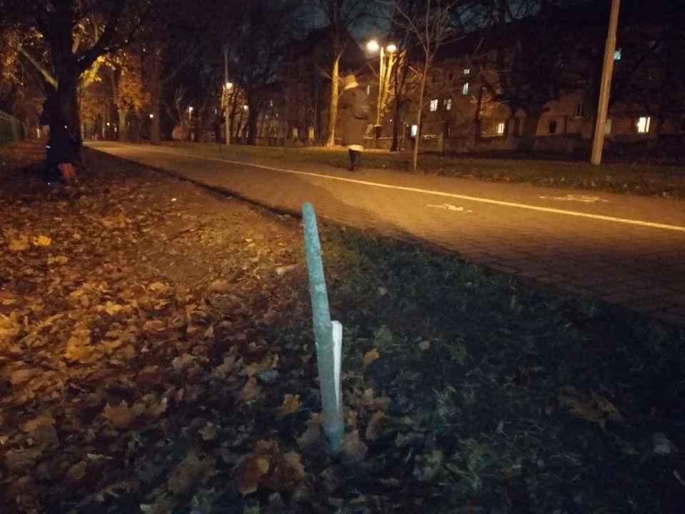 Сломанный каштан на Фестивальной аллее