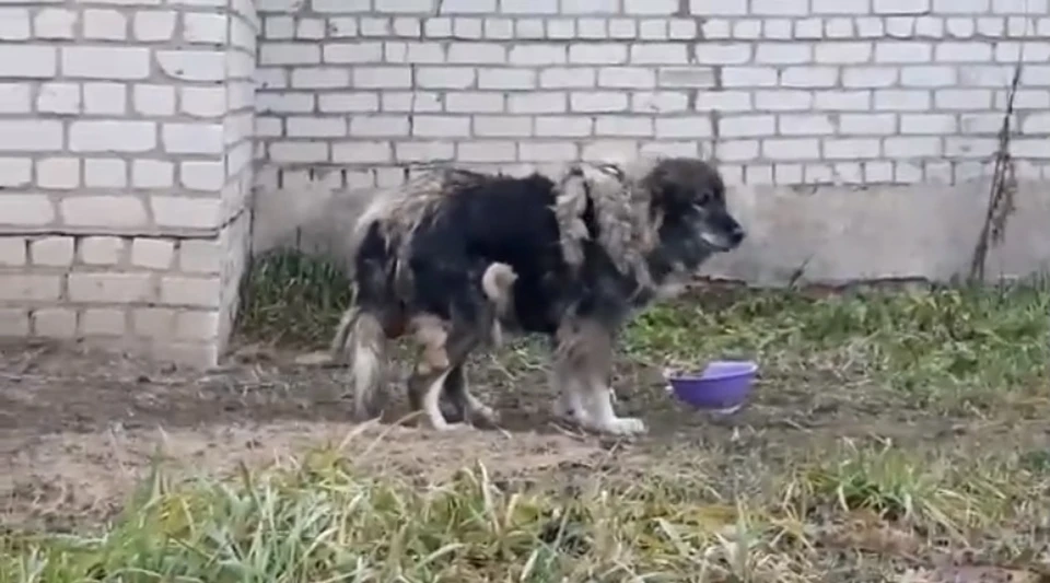 В Смоленске больная собака 11 дней охраняла тело умершей хозяйки. Фото: страница приюта «Верность» в соцсетях.