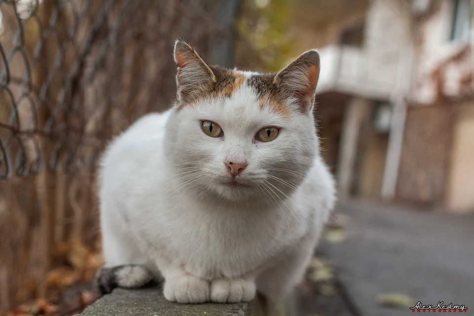 Котики - это талисман ЮБК. Фото: Алекс Кедми/VK