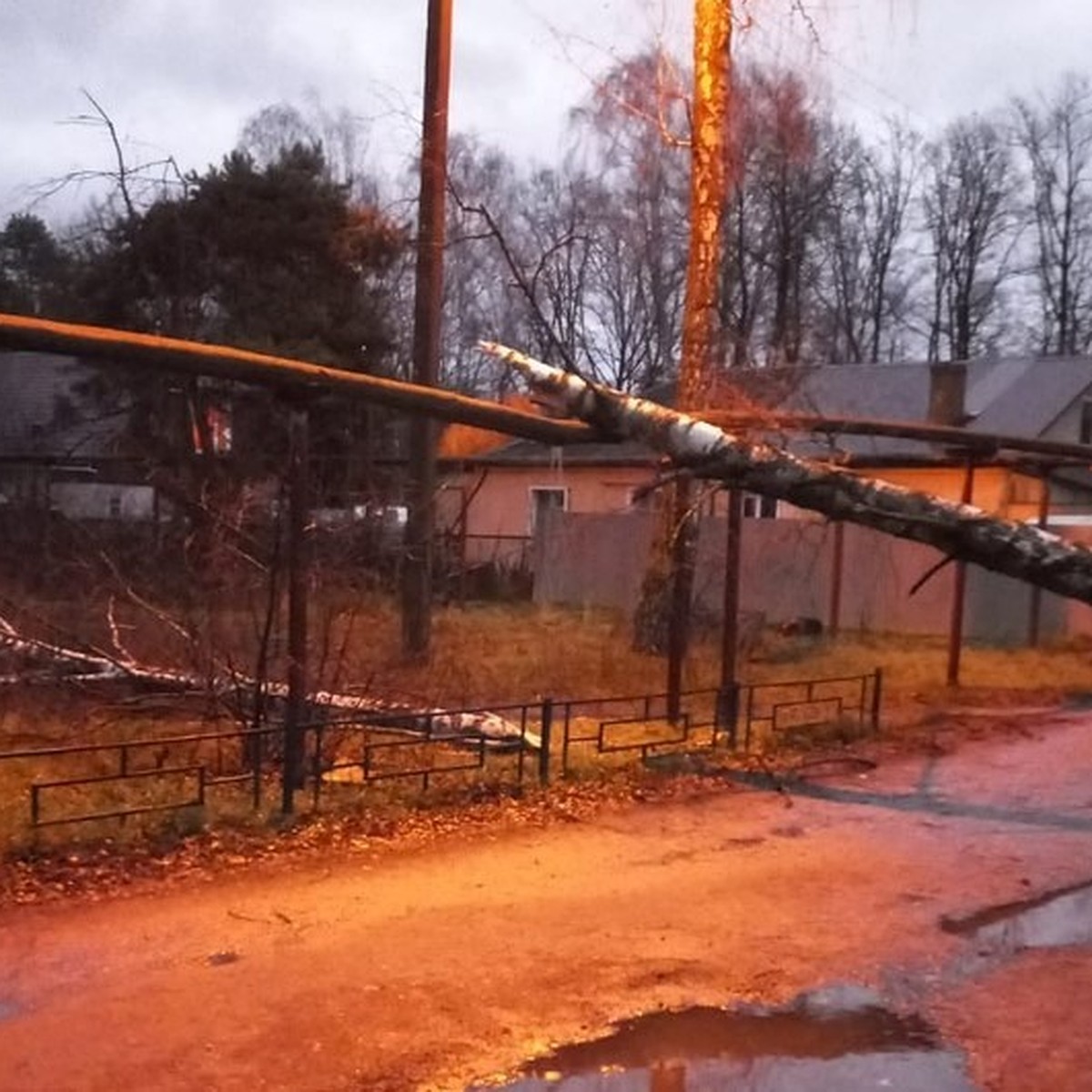 В Резвани Калужской области упало дерево из-за сильных порывов ветра - KP.RU