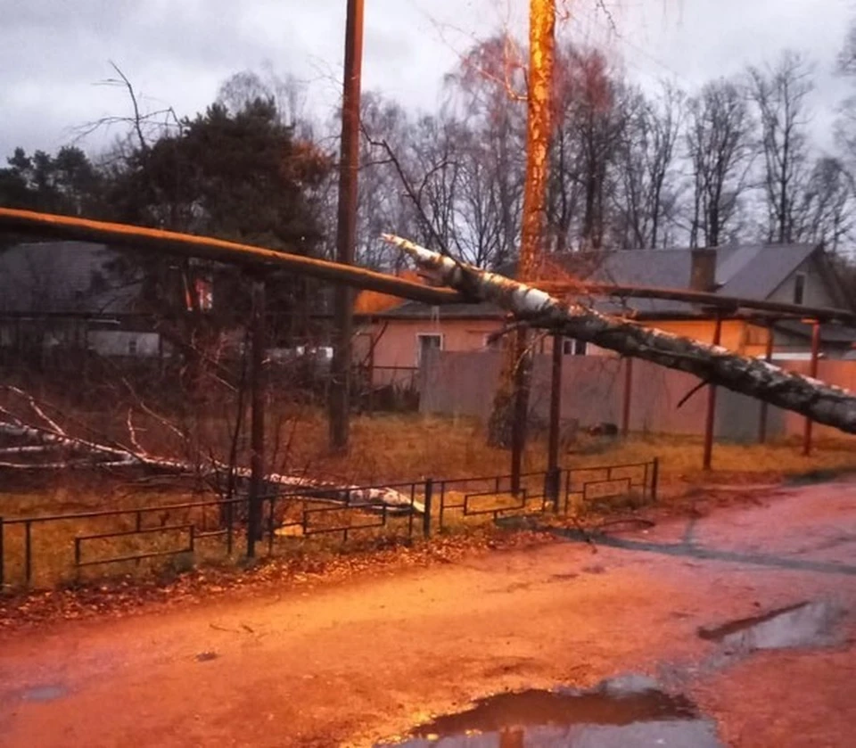 В Резвани Калужской области упало дерево из-за сильных порывов ветра - KP.RU