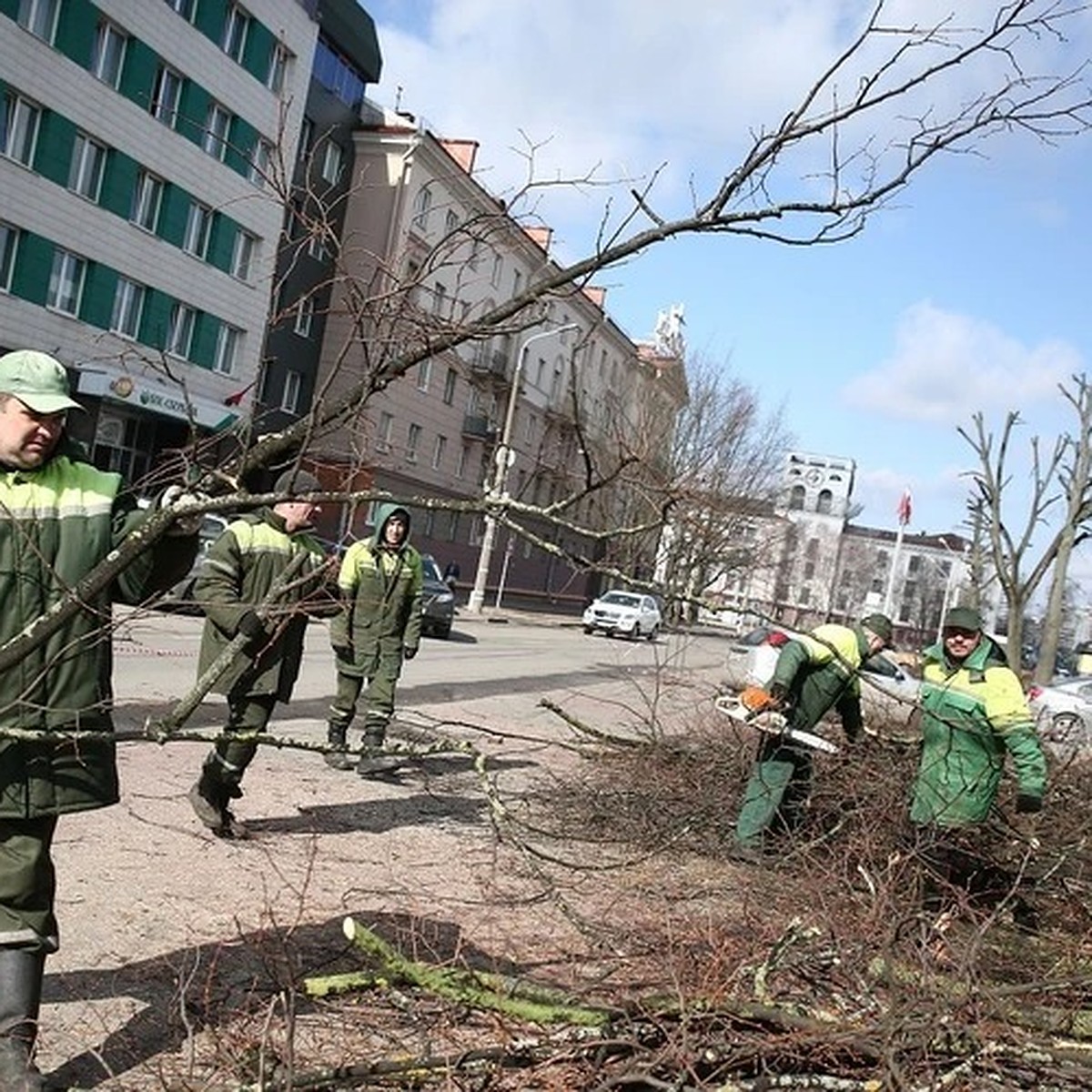 Если дерево срублено незаконно – штраф до 300 базовых. Узнали, когда можно спилить  дерево, которое растет под окном многоэтажки или возле частного дома - KP.RU