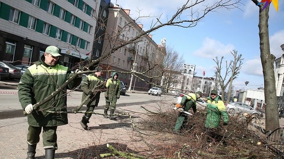 Если дерево срублено незаконно – штраф до 300 базовых. Узнали, когда можно спилить  дерево, которое растет под окном многоэтажки или возле частного дома - KP.RU