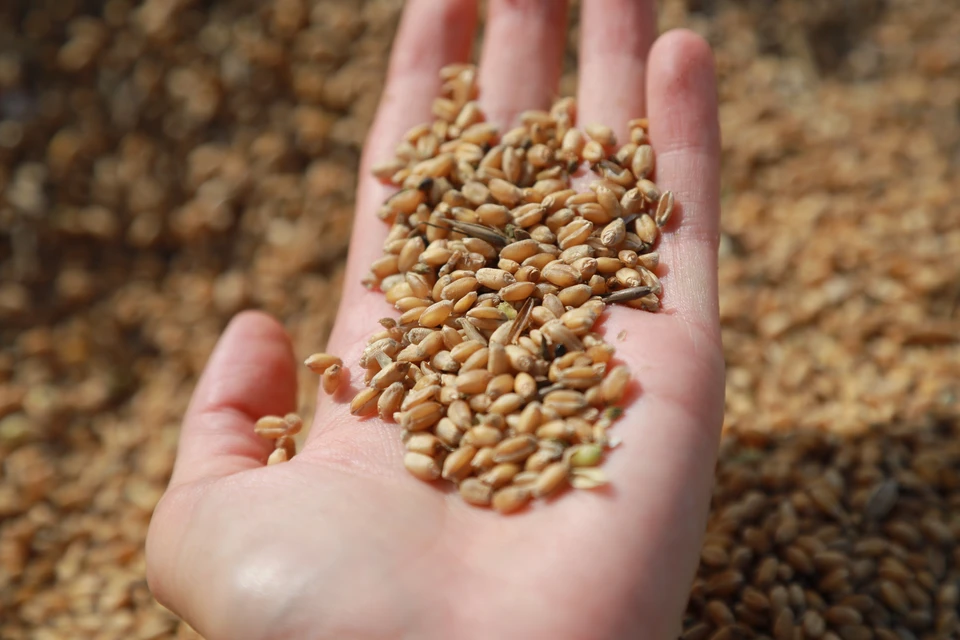 Потребность республики составляет 12 тыс. тонн пшеницы