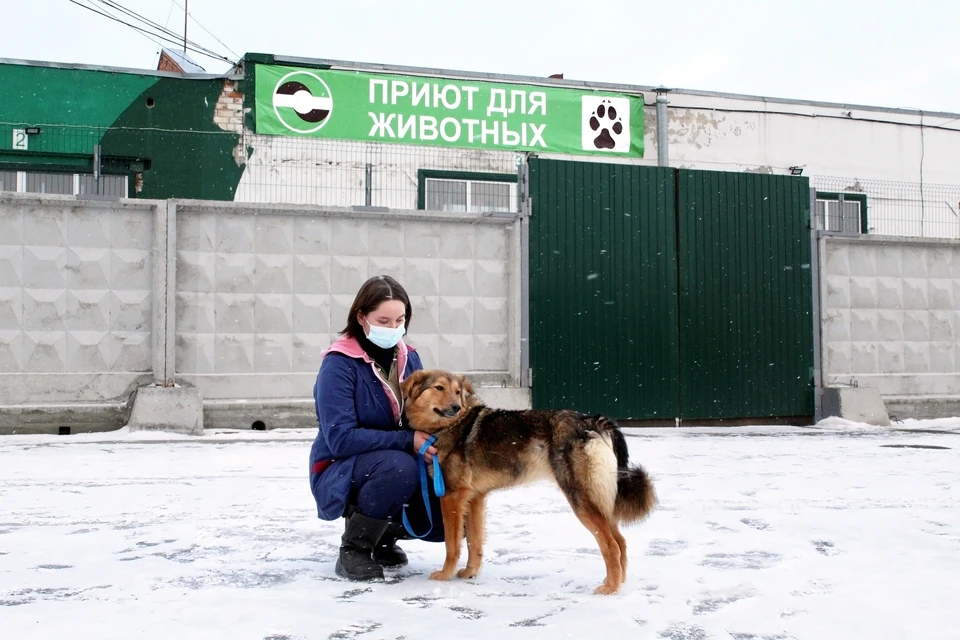 Сейчас в приюте находится 87 собак Фото: ЕМУП «Спецавтобаза»
