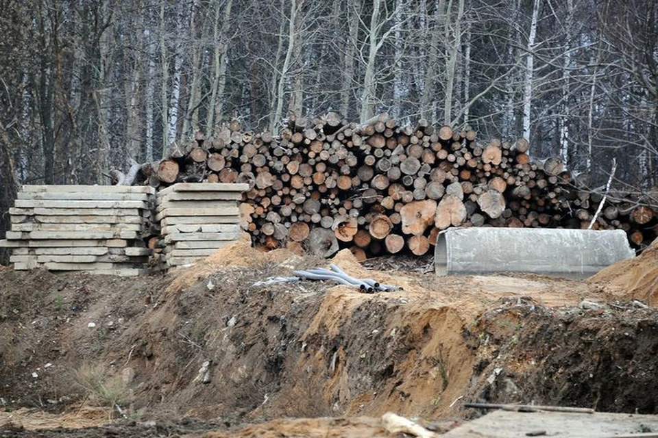 Группировка занималась незаконной добычей древесины.