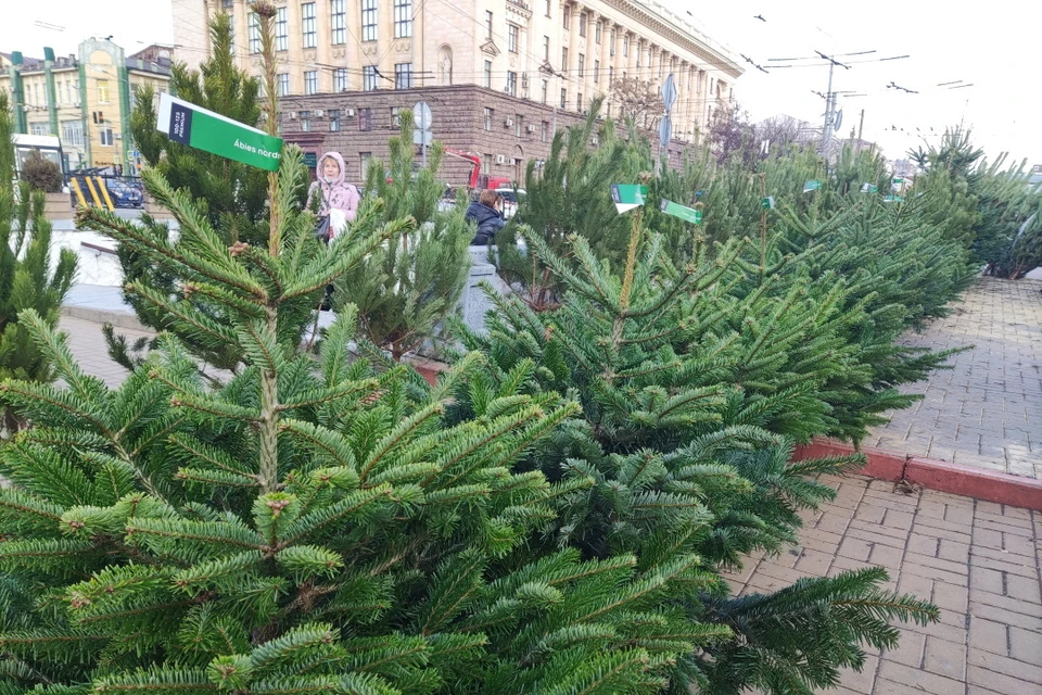 Можно найти зеленую красавицу и за 700 рублей, и за 28 тысяч... Фото: КАКАСЬЕВА Александра