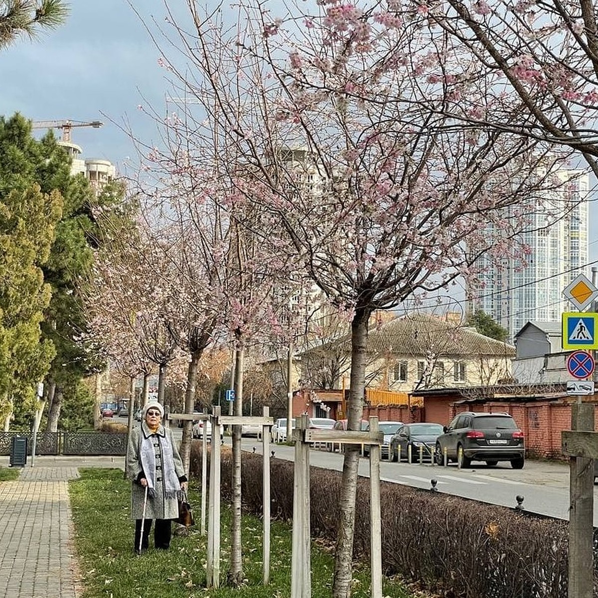 сакура в краснодаре