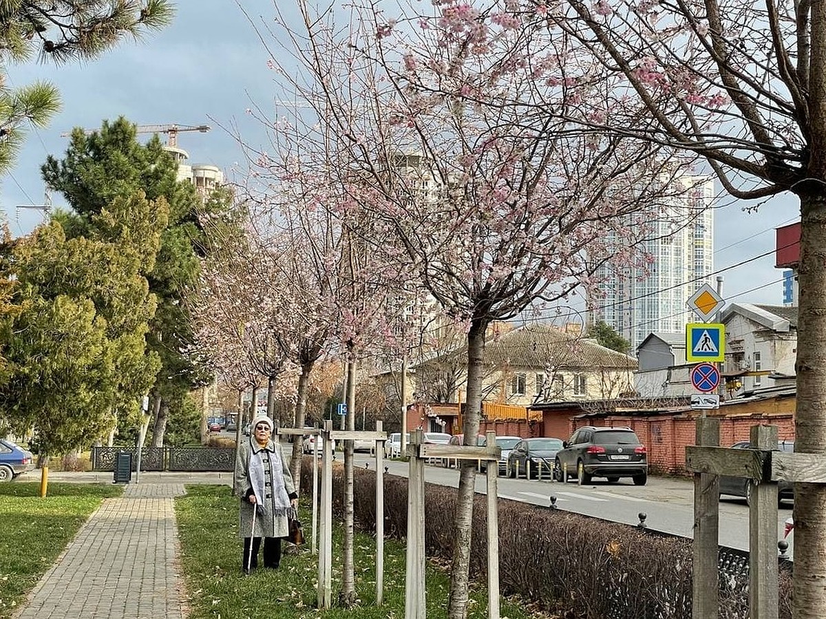 Вот это зима: в Краснодаре расцвела сакура в декабре - KP.RU