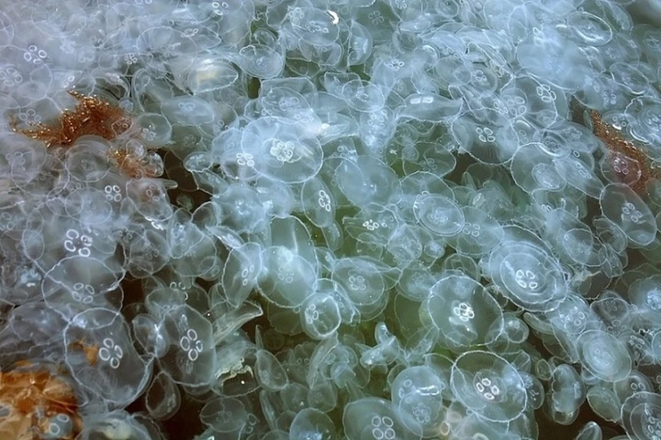 Этим летом на берег Азовского моря в Крыму вбросило тысячи медуз. Фото: Архив КП,