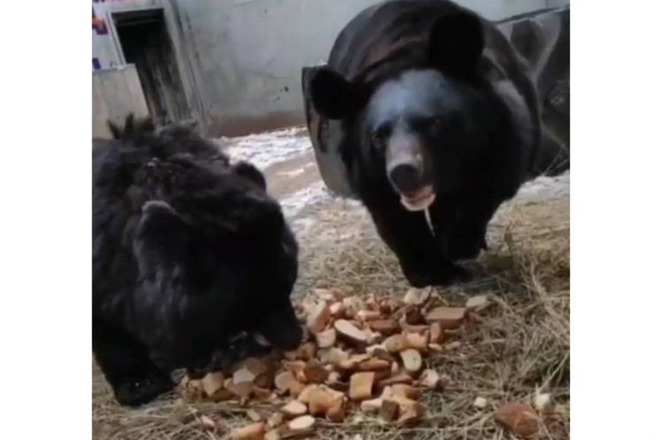 В Иркутске медведи не хотят ложиться в спячку. Фото: иркутская зоогалерея