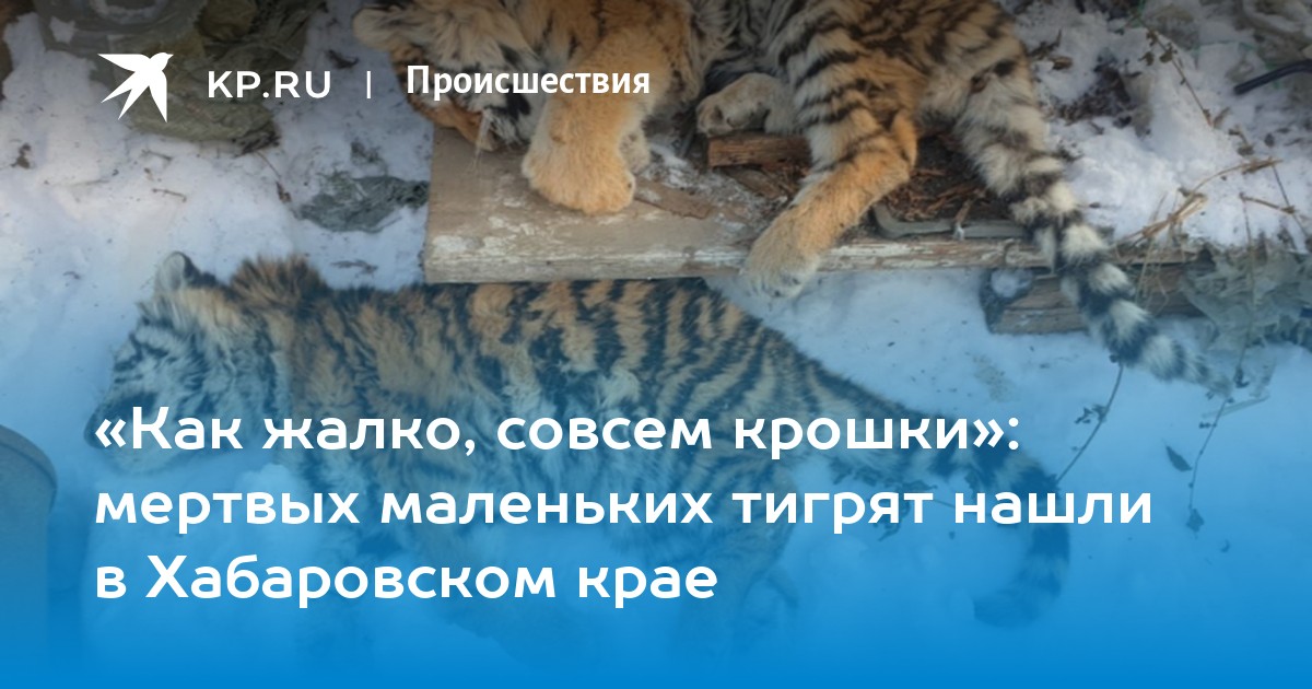 Совсем жалко. Тигренка нашли в Хабаровском крае.