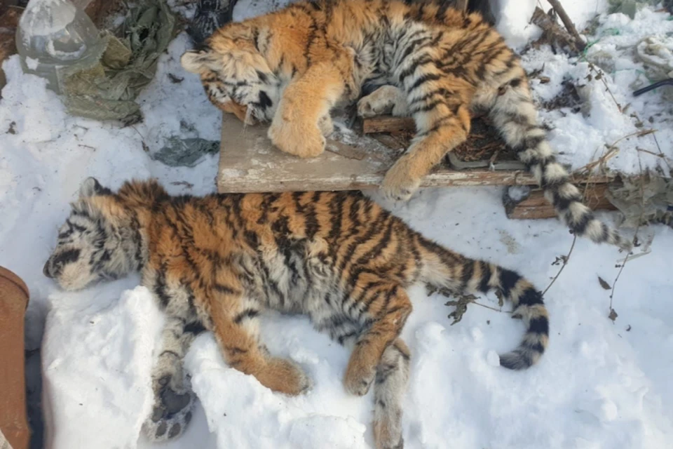 В поселке Шумный были найдены тела еще неокрепших амурских тигрят. Фото: архив минприроды края