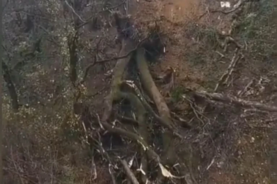 Повалено сухое дерево Фото: кадр из видео