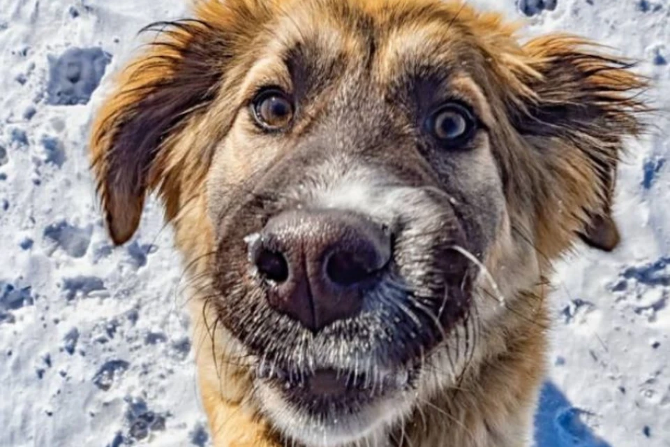Он просто защищал своих: в Хабаровске живодеры жестоко расправились с собакой. Фото: Игорь Волков