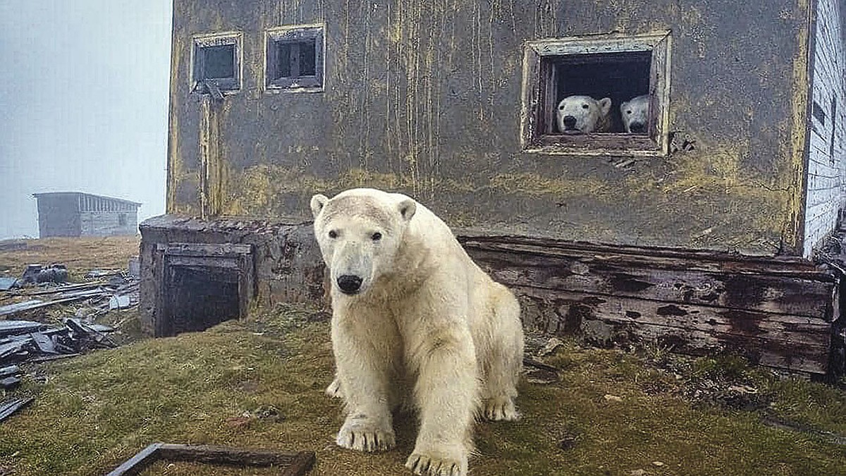 живые медведи дома (99) фото