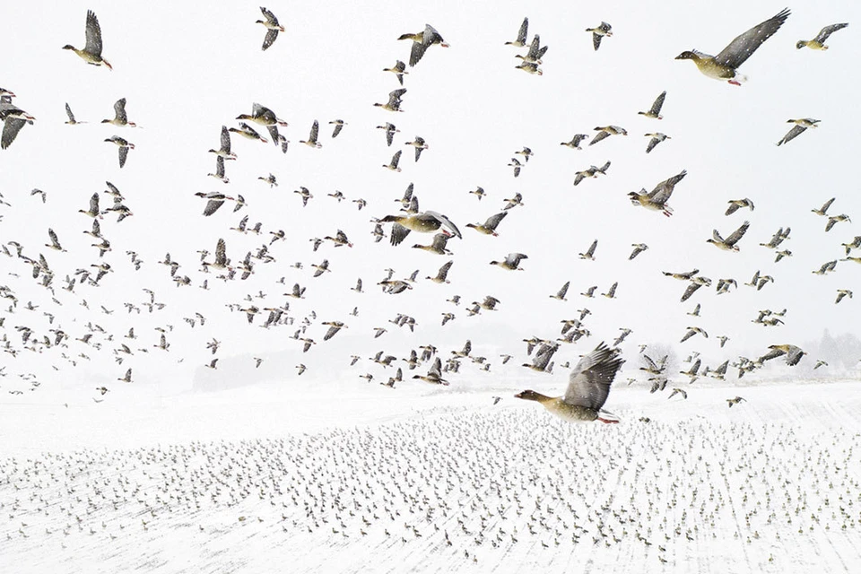 Лучшим фото года стал этот снимок перелета диких гусей в теплые края. Автор - Терье Колаас из Норвегии. Фото: Terje KOLAAS