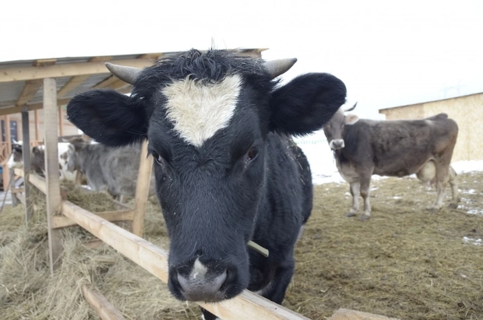 В Беляевском районе Оренбургской области у животных зарегистрировали заболевание ящуром