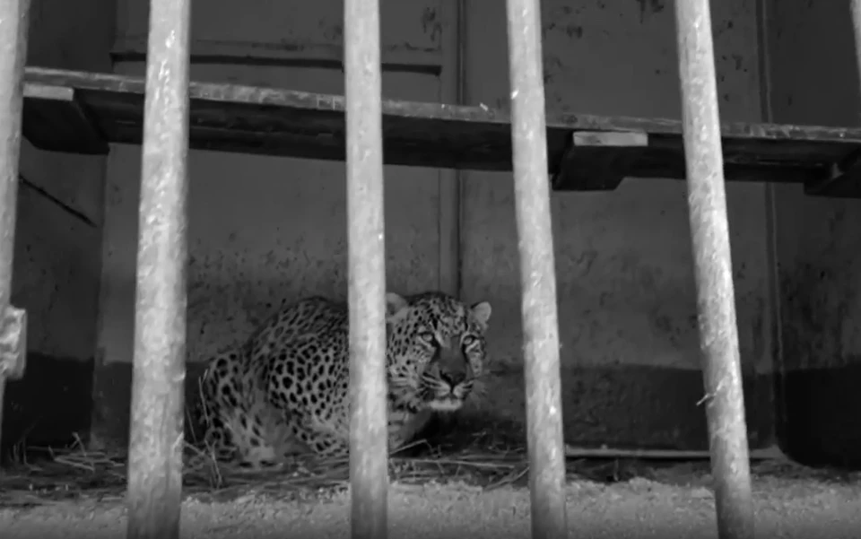 Размер клетки животного был всего 2,5х3,5 метра. Фото: принтскрин видео, lionspark.ru