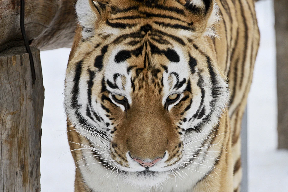 Тигры барнаульского зоопарка