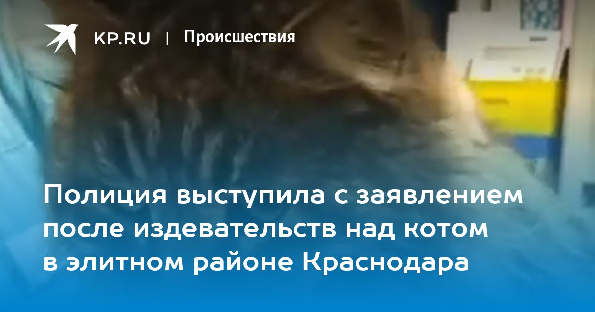 Песня взорвалась в руках. В Краснодаре коту петарду. Живодёры взорвали кота петардой. Краснодар бомбят.