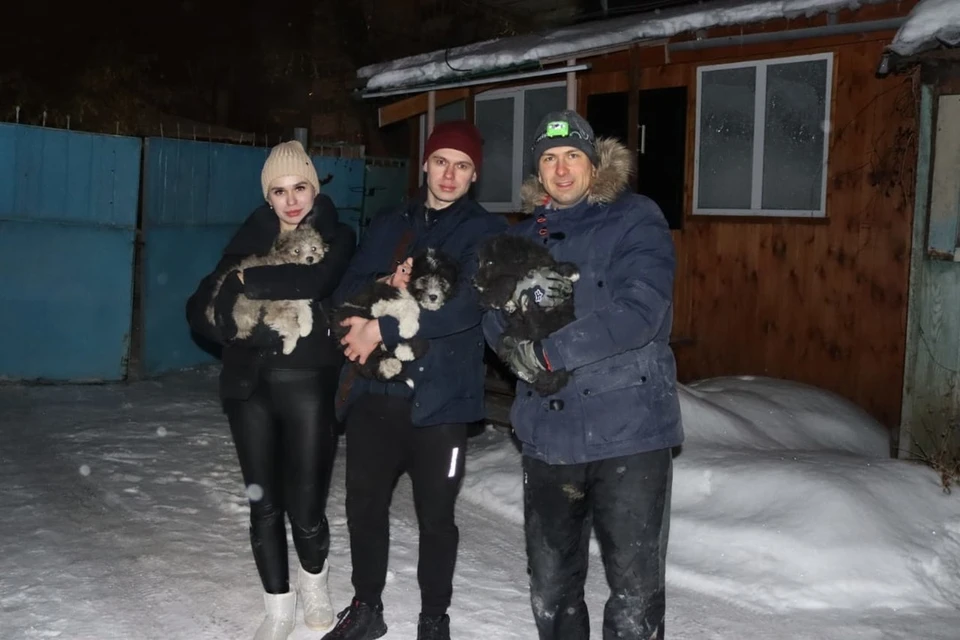 Щенкам примерно два месяца. Фото: предоставлено Артемом Галошиным