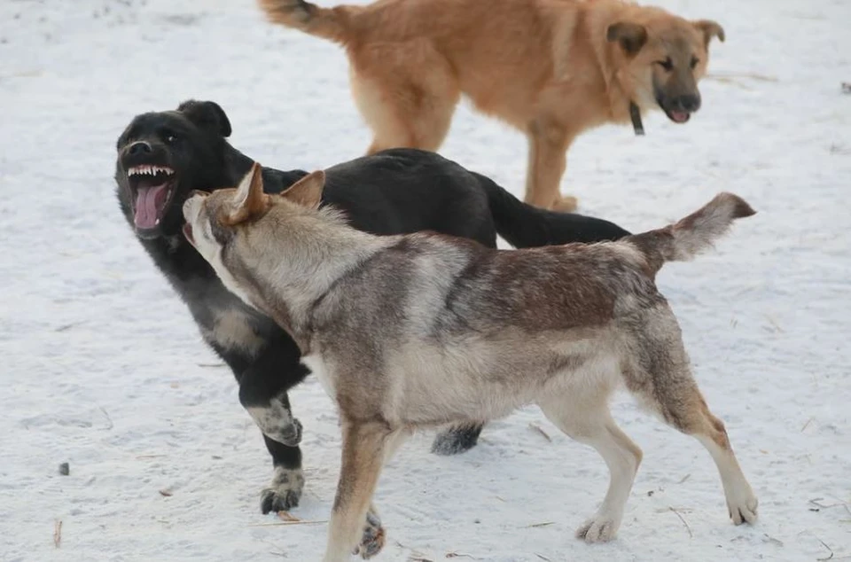 «Одна вцепилась в ноги, прокусив джинсы»: в Якутске бродячие собаки напали на мужчину