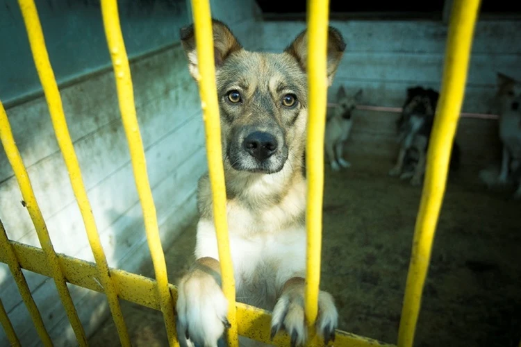 25 бездомных собак отловили за сутки в селе Забайкалья, где псы загрызли 7-летнюю девочку