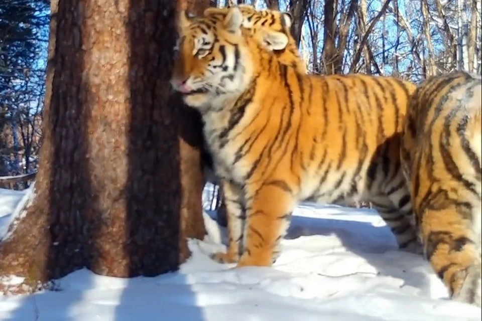 Тала с тигрятами. Фото: скриншот с видео центра «Амурский тигр»
