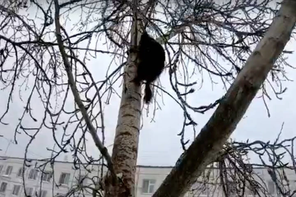 В Приозерске спасли кошку, которая из-за собак три дня просидела на дереве