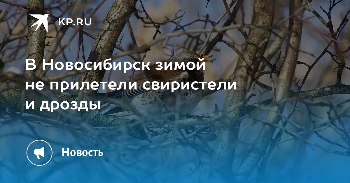 В Новосибирск зимой не прилетели свиристели и дрозды - KP.RU