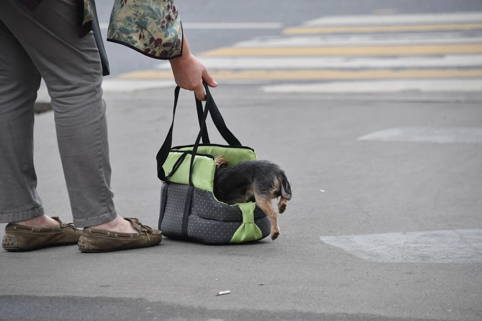 Крымчанка распространяла наркотики под видом прогулки с собакой