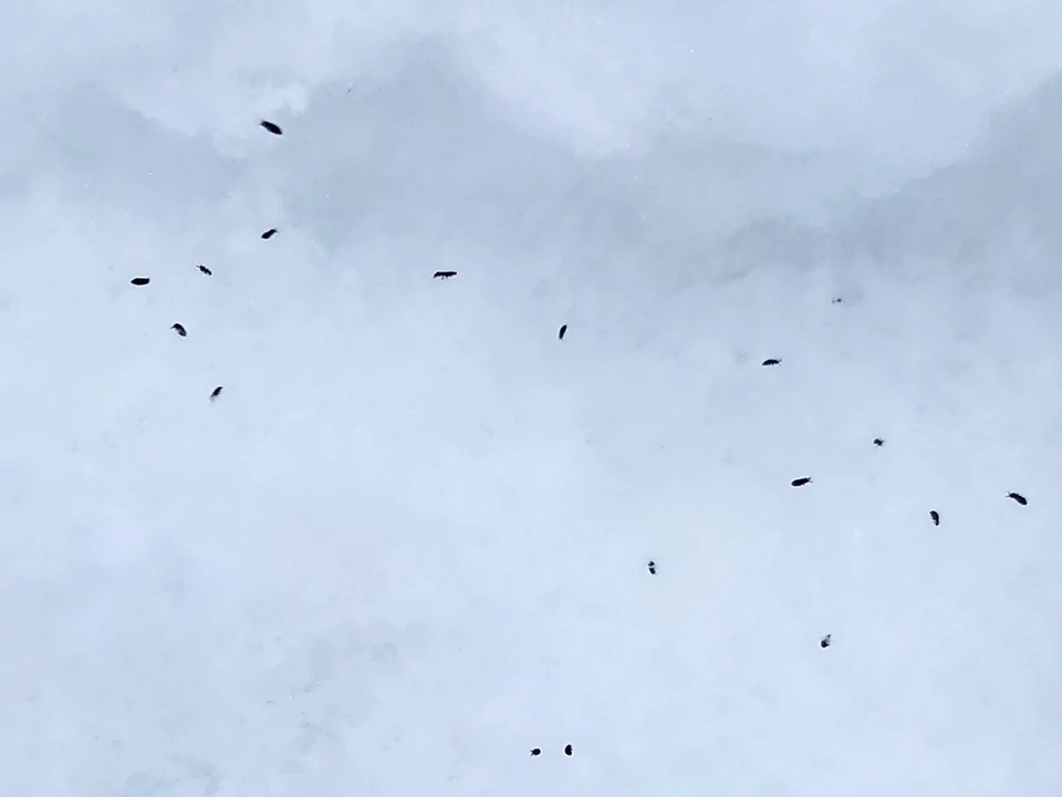 Загадочные насекомые на снегу: под Рязанью обнаружили полчища снежных блох. Фото: Анна Николаева | Окский государственный природный заповедник.