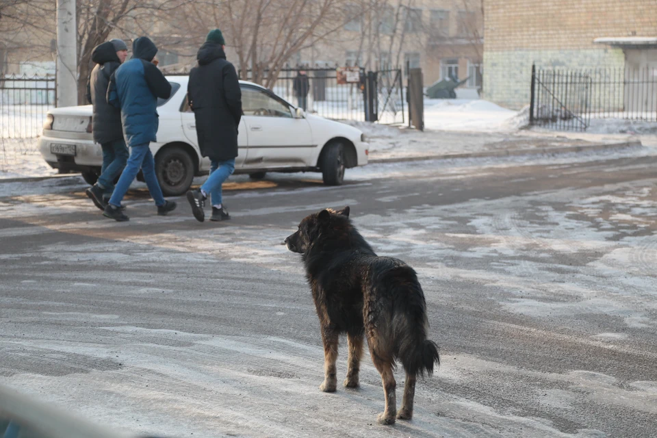 Бездомные собаки стали угрозой для российских городов