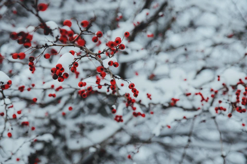Фото: pexels.com