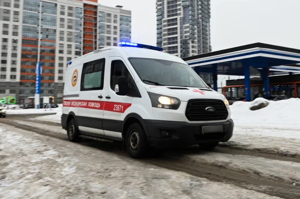 В Петербурге введут диспансеризацию для собак-поводырей с 2023 года.