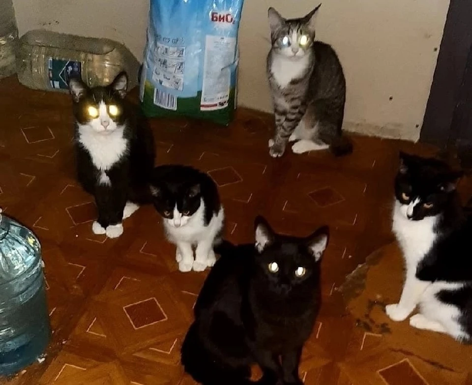 В Самаре ищут новых хозяев кошкам из квартиры предполагаемого живодера