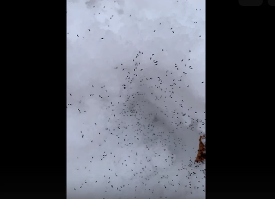 Самарцев напугали прыгающие по снегу букашки