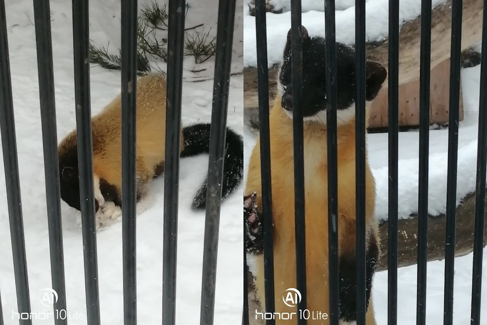В Новосибирском зоопарке игривая харза похищает рукавички. Фото: предоставлено Дмитрием.