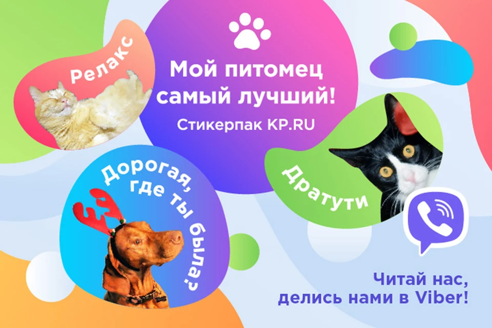 «Комсомольская правда» дарит пользователям милый набор стикеров с домашними питомцами