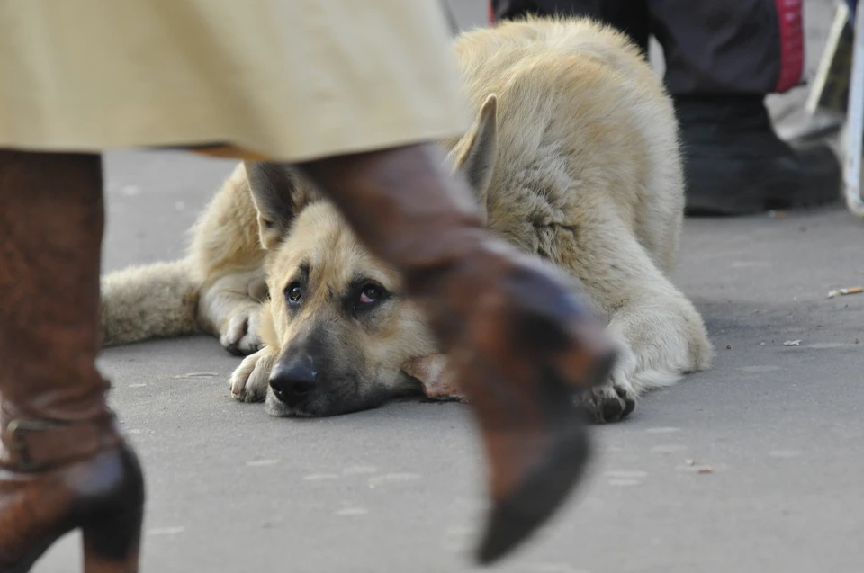 Бродячих собак на территории Удмуртии становится все больше. Фото: Рукавицын Олег (Москва)
