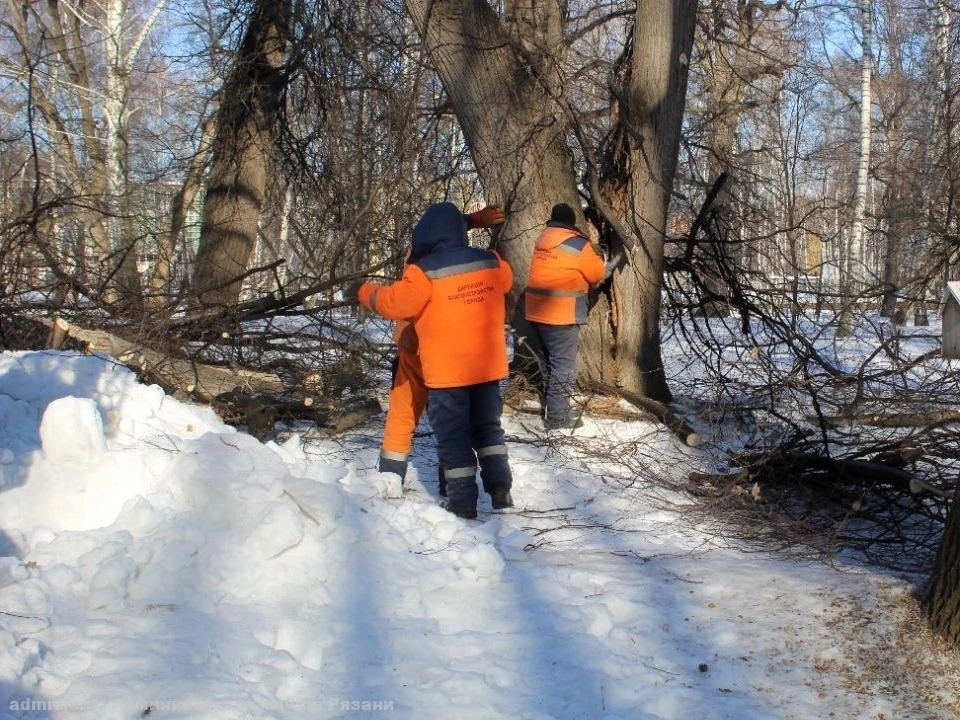 В Рязани начали пилить аварийные деревья. Фото: admrzn.ru.