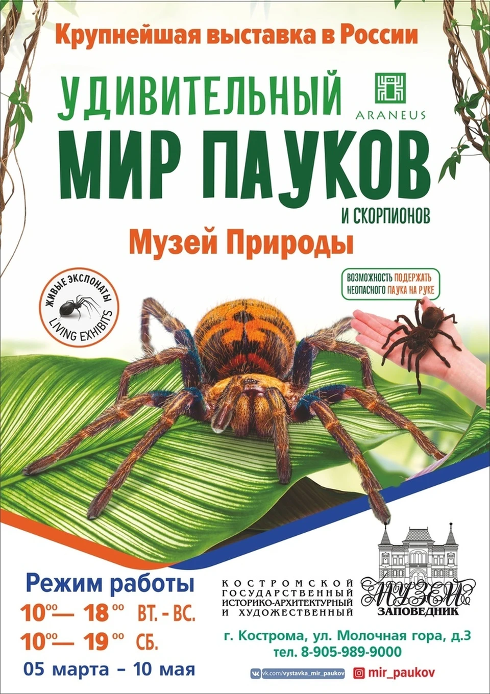 В Музее природы Костромы показывают очень ядовитых пауков - KP.RU