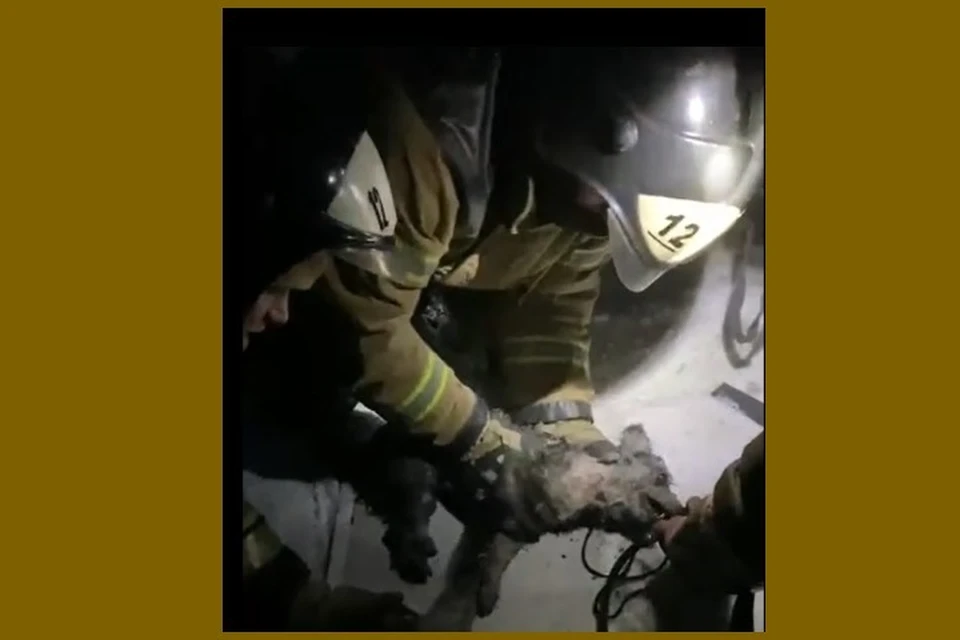 В Назарове пожарные спасли из огня собаку и трех кошек. Фото: стоп-кадр видео ГУ МЧС России по Красноярскому краю.