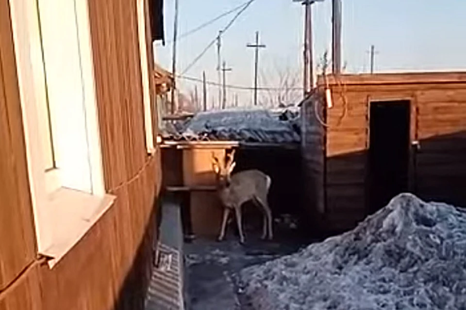 Косуля во дворе жилого дома. Скриншот видео очевидца