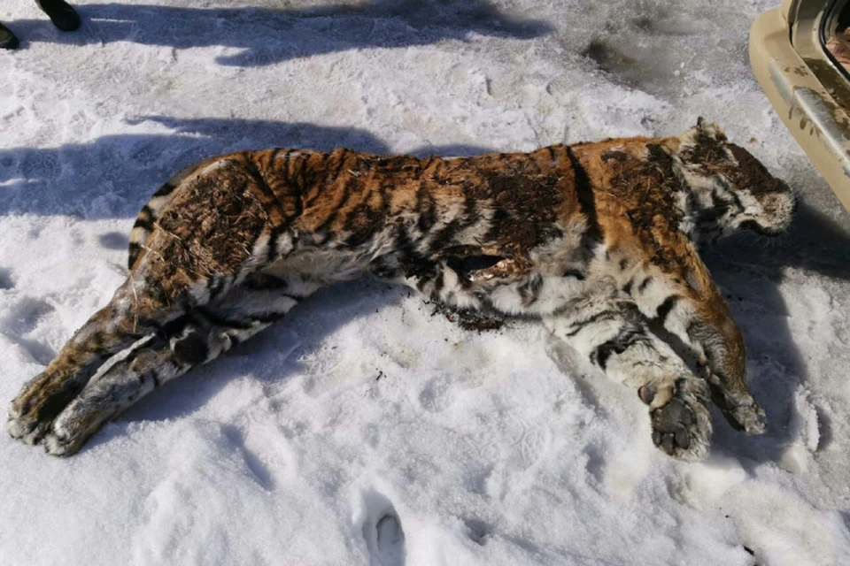 В Хабаровском крае задержали двоих мужчин с тушей амурского тигра