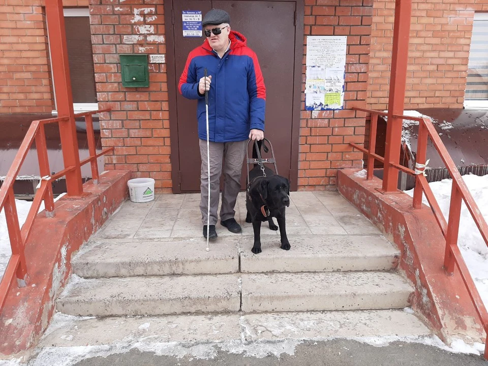 Даже пес не всегда видит опасность на дорогах