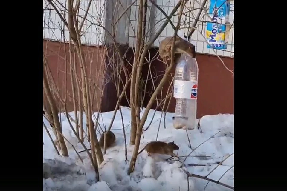 В Ярославле крысы воруют еду у птиц. Скриншот с видео, группа "Жесть Ярославль" ВКонтакте